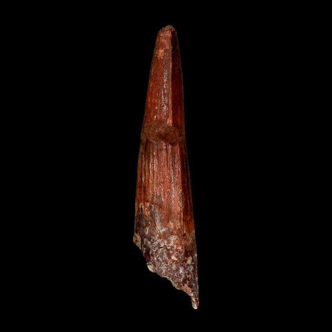 XL 3.8" Spinosaurus Fossil Tooth 100 Million Years Old Cretaceous Dinosaur COA