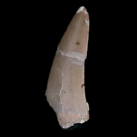 0.6" Postosuchus Rauisuchid Archosaur Fossil Tooth Chinle Formation AZ COA Display - Fossil Age Minerals