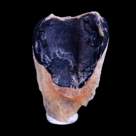 XL 0.9" Triceratops Fossil Tooth Hell Creek FM Cretaceous Dinosaur MT COA & Display