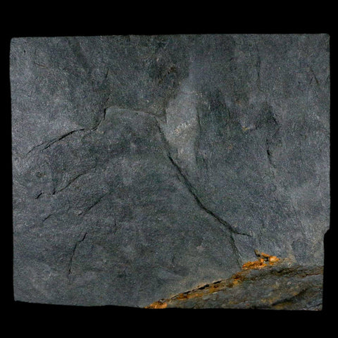 1.7" Fossil Paralenorthis Sp Brachiopod In Matrix Valongo Formation Arouca Portugal - Fossil Age Minerals