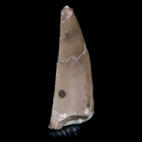 0.6" Postosuchus Rauisuchid Archosaur Fossil Tooth Chinle Formation AZ COA Display - Fossil Age Minerals