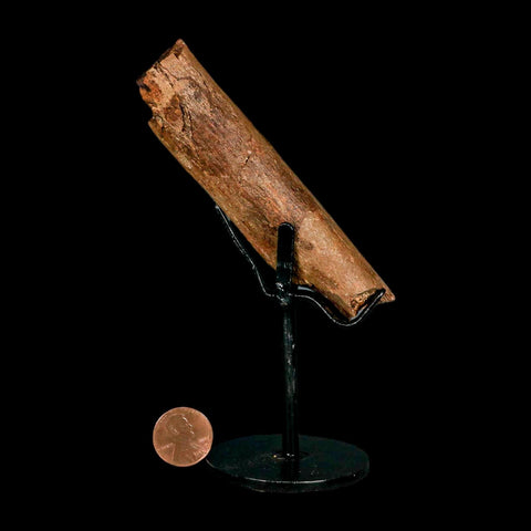 4.1" Dromaeosaurid Raptor Fossil Rib Bone Cretaceous Dinosaur Hell Creek MT COA - Fossil Age Minerals