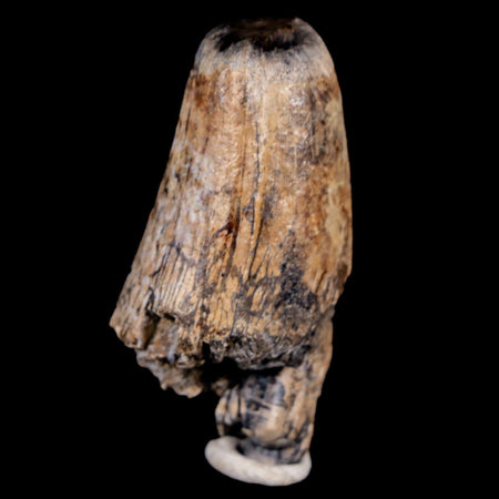 2.1" Sarcosuchus Imperator Crocodile Fossil Tooth Elrhaz FM Cretaceous Niger COA