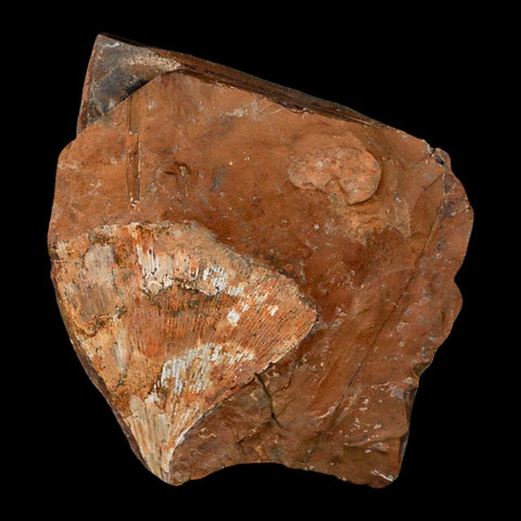 2.2" Detailed Ginkgo Cranei Fossil Plant Leaf Morton County, ND Paleocene Age COA - Fossil Age Minerals