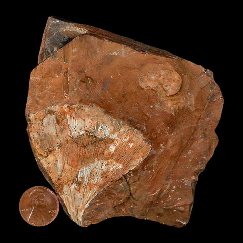 2.2" Detailed Ginkgo Cranei Fossil Plant Leaf Morton County, ND Paleocene Age COA - Fossil Age Minerals