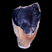 XL 0.9" Triceratops Fossil Tooth Hell Creek FM Cretaceous Dinosaur MT COA & Display