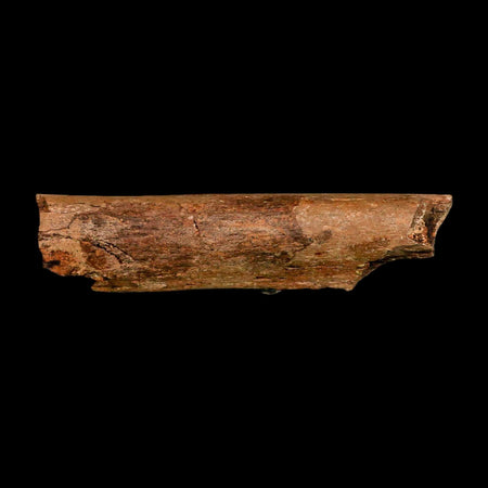 4.1" Dromaeosaurid Raptor Fossil Rib Bone Cretaceous Dinosaur Hell Creek MT COA