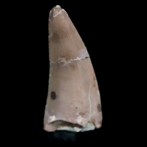 0.6" Postosuchus Rauisuchid Archosaur Fossil Tooth Chinle Formation AZ COA Display - Fossil Age Minerals