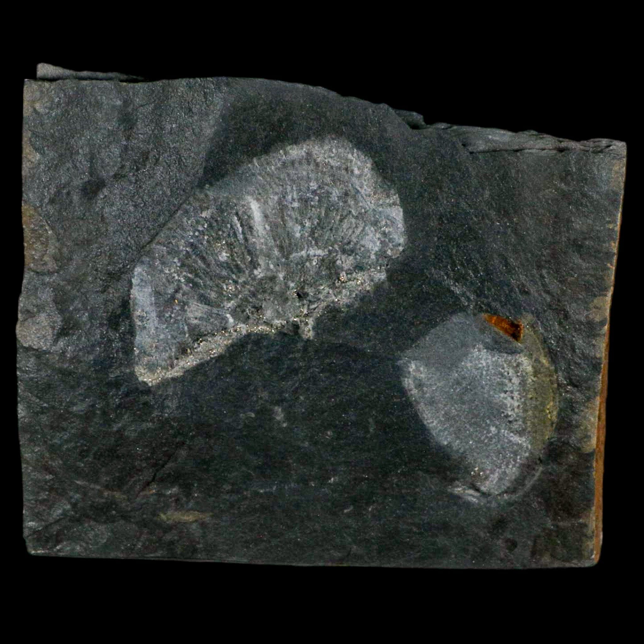 2.6" Fossil Paralenorthis Sp Brachiopod In Matrix Valongo Formation Arouca Portugal - Fossil Age Minerals