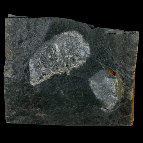 2.6" Fossil Paralenorthis Sp Brachiopod In Matrix Valongo Formation Arouca Portugal - Fossil Age Minerals