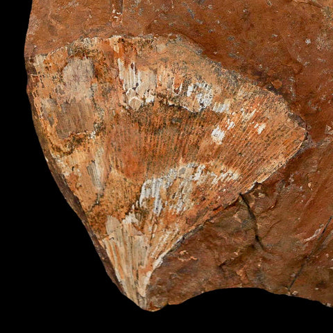 2.2" Detailed Ginkgo Cranei Fossil Plant Leaf Morton County, ND Paleocene Age COA - Fossil Age Minerals