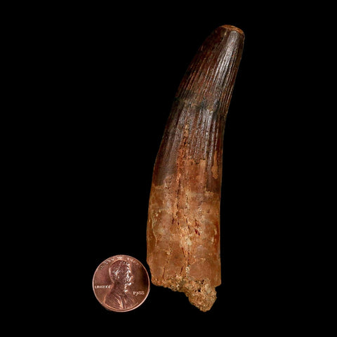 XL 3.6" Spinosaurus Fossil Tooth 100 Million Years Old Cretaceous Dinosaur COA