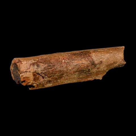 4.1" Dromaeosaurid Raptor Fossil Rib Bone Cretaceous Dinosaur Hell Creek MT COA - Fossil Age Minerals