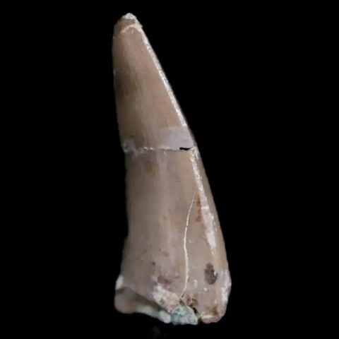 0.6" Postosuchus Rauisuchid Archosaur Fossil Tooth Chinle Formation AZ COA Display - Fossil Age Minerals