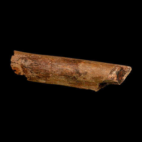 4.1" Dromaeosaurid Raptor Fossil Rib Bone Cretaceous Dinosaur Hell Creek MT COA - Fossil Age Minerals