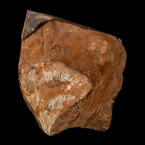 2.2" Detailed Ginkgo Cranei Fossil Plant Leaf Morton County, ND Paleocene Age COA - Fossil Age Minerals