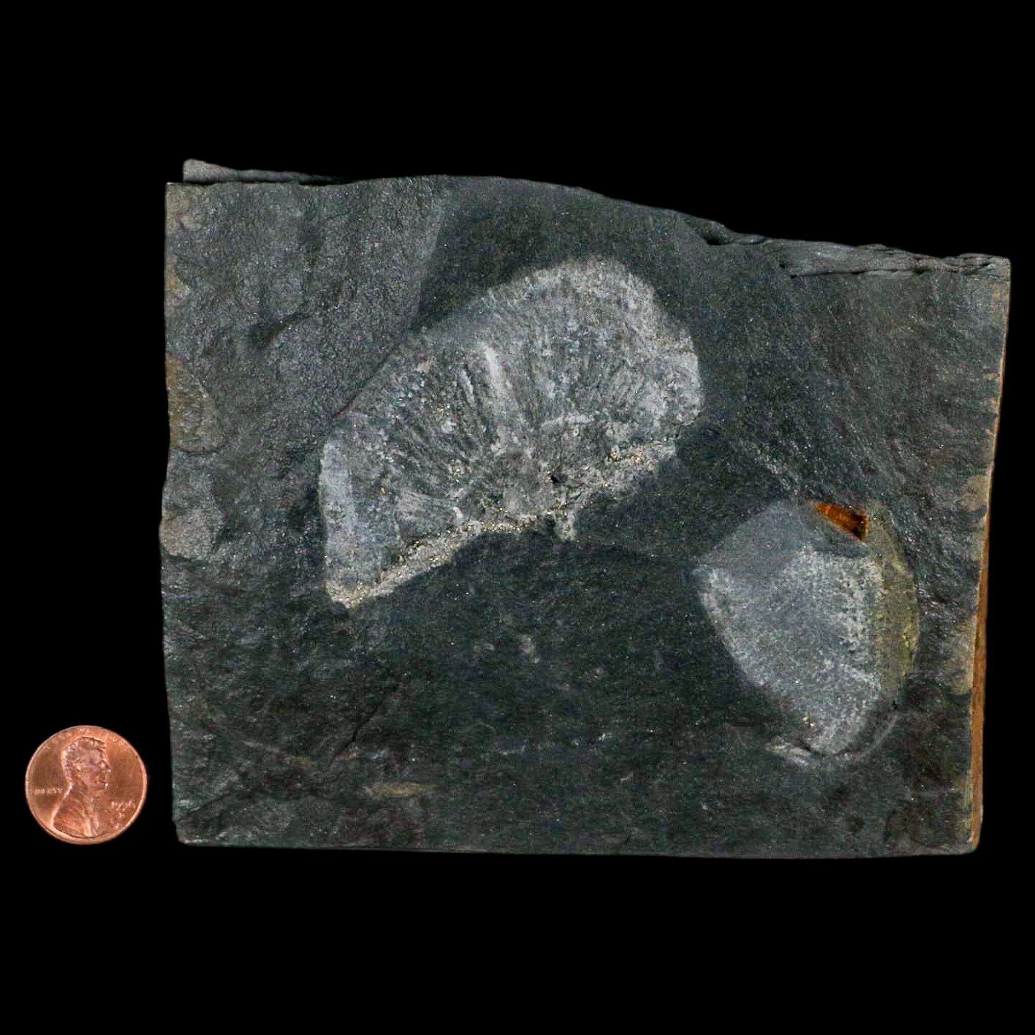 2.6" Fossil Paralenorthis Sp Brachiopod In Matrix Valongo Formation Arouca Portugal - Fossil Age Minerals