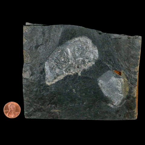 2.6" Fossil Paralenorthis Sp Brachiopod In Matrix Valongo Formation Arouca Portugal - Fossil Age Minerals