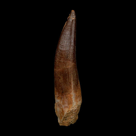 XLL 2.8" Plesiosaur Zarafasaura Tooth Fossil Cretaceous Dinosaur Era COA, Stand