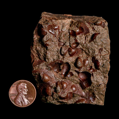2.3" Trilobite Mortality Plate Fossil Devonian Age 400 Million Years Old COA - Fossil Age Minerals