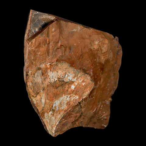 2.2" Detailed Ginkgo Cranei Fossil Plant Leaf Morton County, ND Paleocene Age COA - Fossil Age Minerals