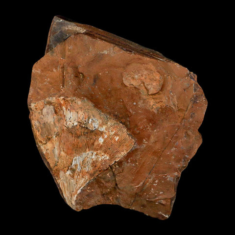 2.2" Detailed Ginkgo Cranei Fossil Plant Leaf Morton County, ND Paleocene Age COA - Fossil Age Minerals