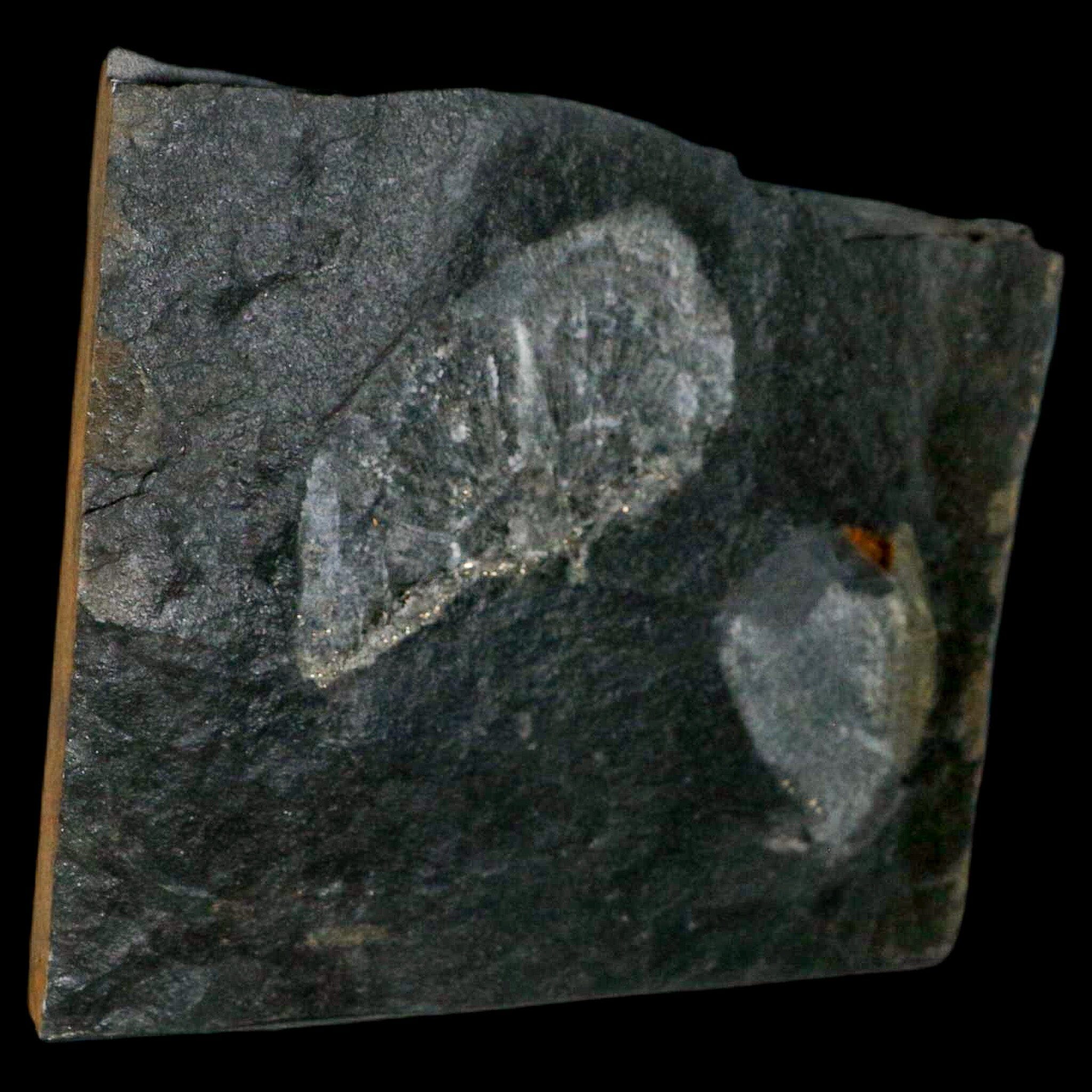 2.6" Fossil Paralenorthis Sp Brachiopod In Matrix Valongo Formation Arouca Portugal - Fossil Age Minerals