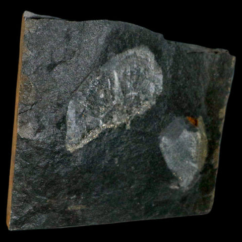 2.6" Fossil Paralenorthis Sp Brachiopod In Matrix Valongo Formation Arouca Portugal - Fossil Age Minerals