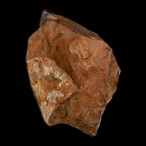 2.2" Detailed Ginkgo Cranei Fossil Plant Leaf Morton County, ND Paleocene Age COA - Fossil Age Minerals