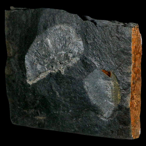 2.6" Fossil Paralenorthis Sp Brachiopod In Matrix Valongo Formation Arouca Portugal - Fossil Age Minerals