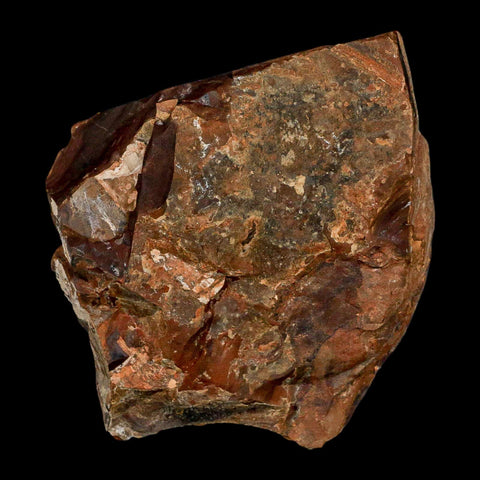 2.2" Detailed Ginkgo Cranei Fossil Plant Leaf Morton County, ND Paleocene Age COA - Fossil Age Minerals