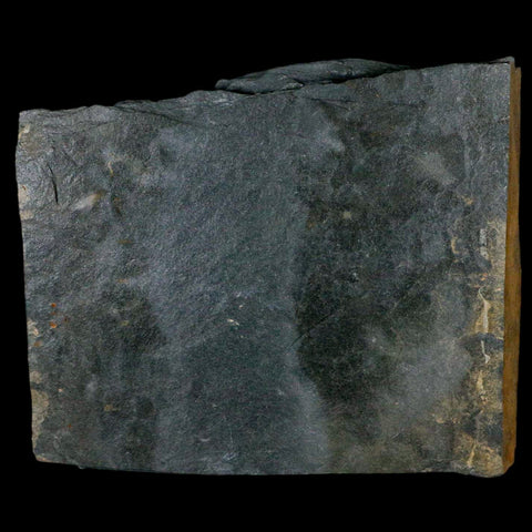 2.6" Fossil Paralenorthis Sp Brachiopod In Matrix Valongo Formation Arouca Portugal - Fossil Age Minerals