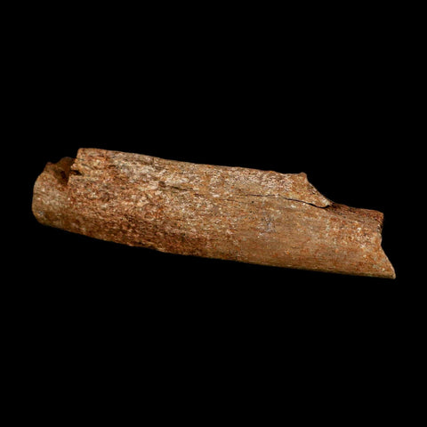4.1" Dromaeosaurid Raptor Fossil Rib Bone Cretaceous Dinosaur Hell Creek MT COA - Fossil Age Minerals