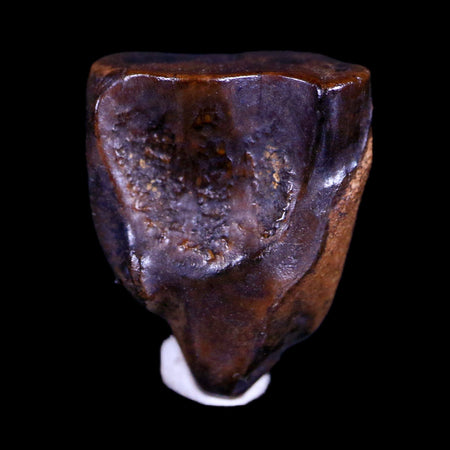 XL 0.6" Triceratops Fossil Tooth Hell Creek FM Cretaceous Dinosaur MT COA & Display