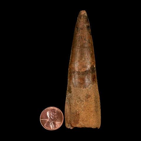 XL 3.7" Spinosaurus Fossil Tooth 100 Million Years Old Cretaceous Dinosaur COA