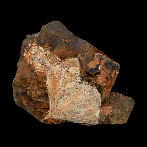 2.3" Detailed Ginkgo Cranei Fossil Plant Leaf Morton County, ND Paleocene Age COA - Fossil Age Minerals