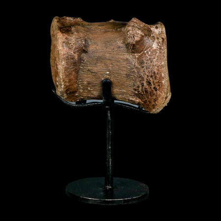 2.8" Dromaeosaurid Raptor Dinosaur Fossil Caudal Vertebrae Hell Creek MT COA Stand