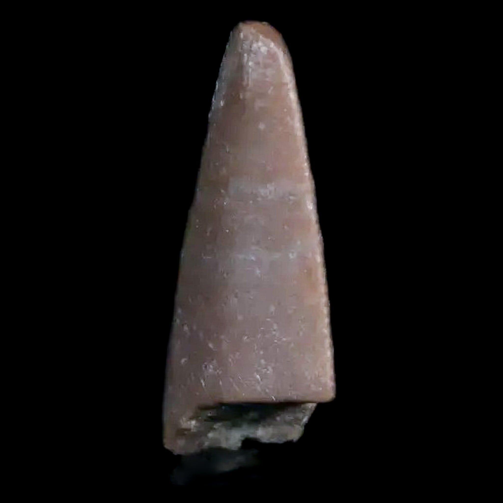 0.6" Postosuchus Rauisuchid Archosaur Fossil Tooth Chinle Formation AZ COA Display - Fossil Age Minerals