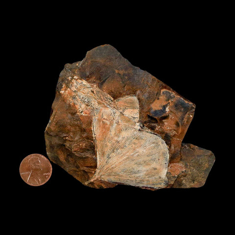 2.3" Detailed Ginkgo Cranei Fossil Plant Leaf Morton County, ND Paleocene Age COA - Fossil Age Minerals