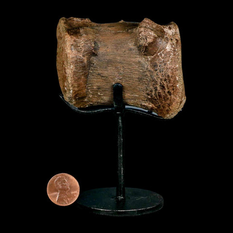 2.8" Dromaeosaurid Raptor Dinosaur Fossil Caudal Vertebrae Hell Creek MT COA Stand - Fossil Age Minerals