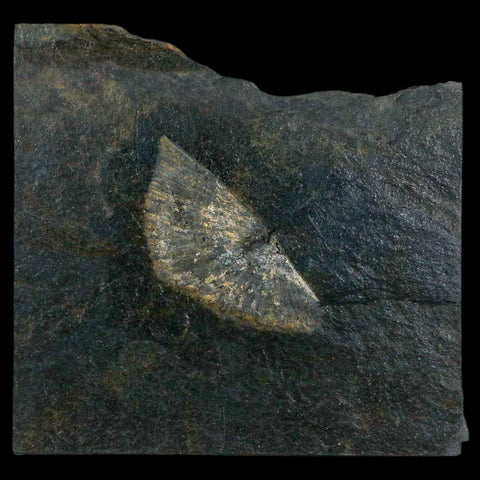 1.9" Fossil Paralenorthis Sp Brachiopod In Matrix Valongo Formation Arouca Portugal - Fossil Age Minerals