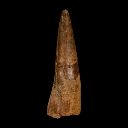 XL 3.7" Spinosaurus Fossil Tooth 100 Million Years Old Cretaceous Dinosaur COA