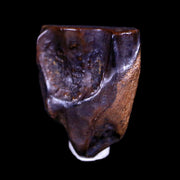 XL 0.6" Triceratops Fossil Tooth Hell Creek FM Cretaceous Dinosaur MT COA & Display