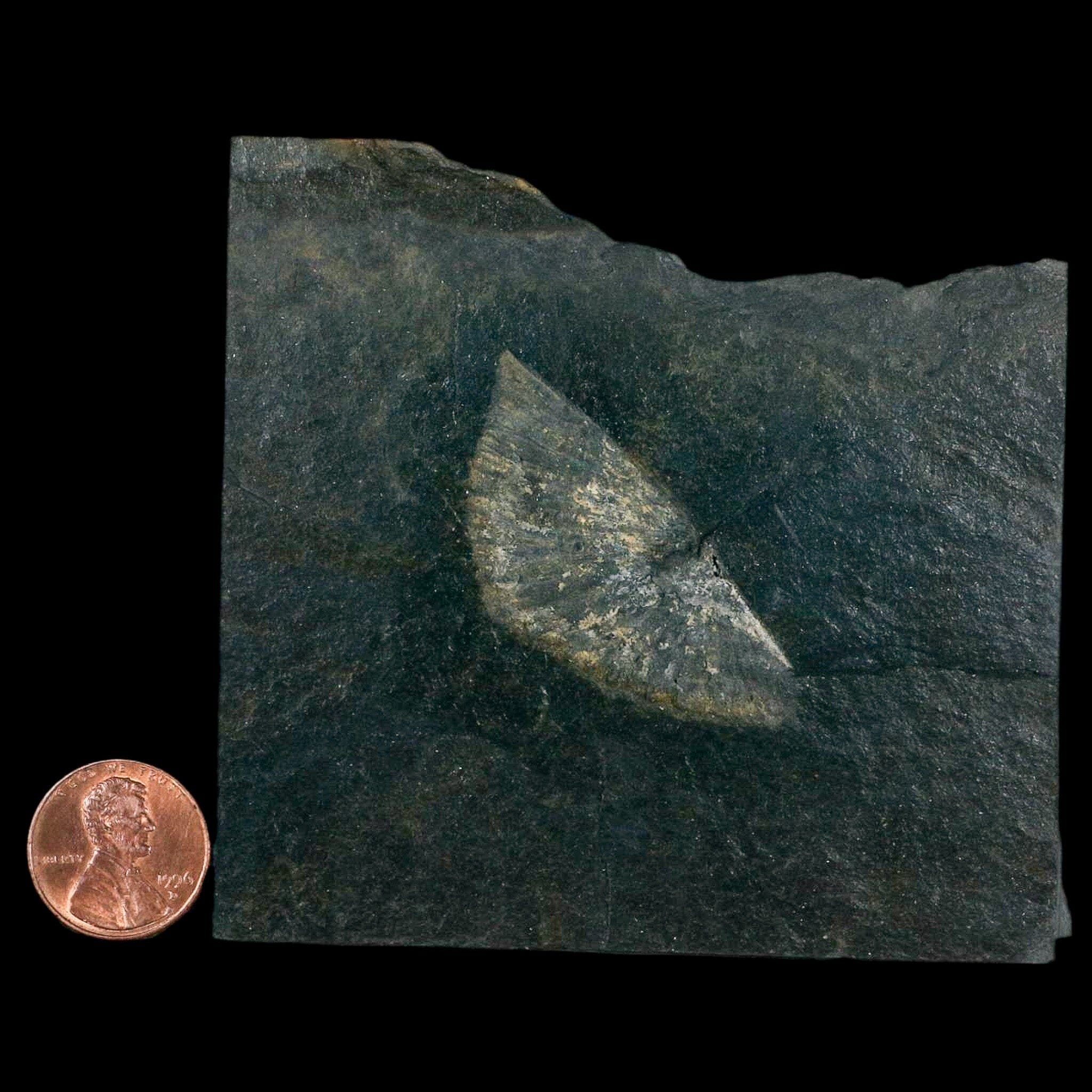 1.9" Fossil Paralenorthis Sp Brachiopod In Matrix Valongo Formation Arouca Portugal - Fossil Age Minerals