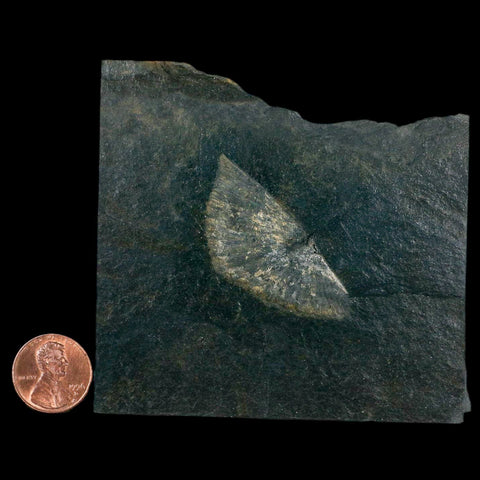 1.9" Fossil Paralenorthis Sp Brachiopod In Matrix Valongo Formation Arouca Portugal - Fossil Age Minerals