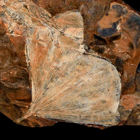 2.3" Detailed Ginkgo Cranei Fossil Plant Leaf Morton County, ND Paleocene Age COA - Fossil Age Minerals
