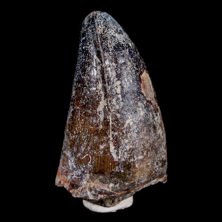 1.8" Sarcosuchus Imperator Crocodile Fossil Tooth Elrhaz FM Cretaceous Niger COA