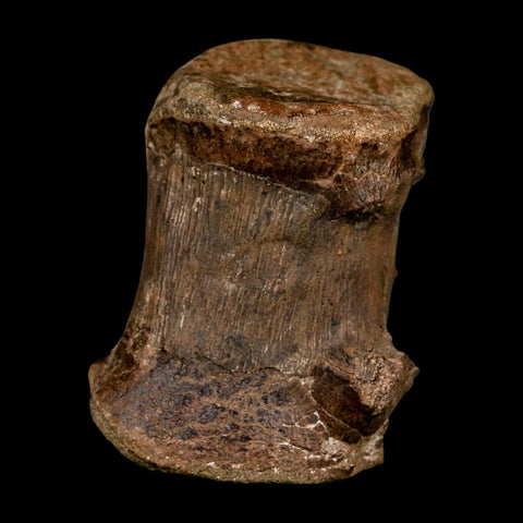 2.8" Dromaeosaurid Raptor Dinosaur Fossil Caudal Vertebrae Hell Creek MT COA Stand - Fossil Age Minerals