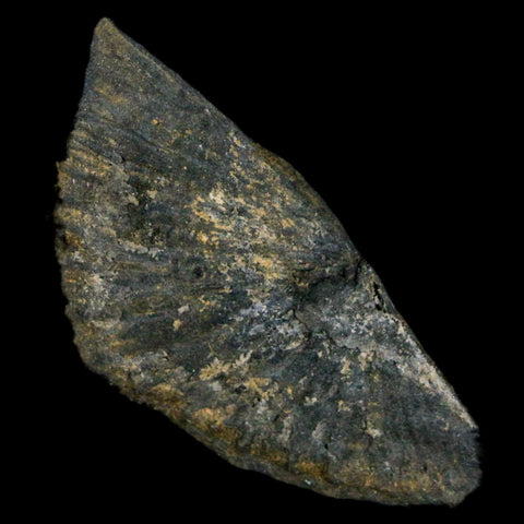 1.9" Fossil Paralenorthis Sp Brachiopod In Matrix Valongo Formation Arouca Portugal - Fossil Age Minerals