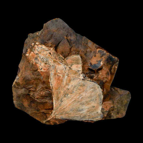 2.3" Detailed Ginkgo Cranei Fossil Plant Leaf Morton County, ND Paleocene Age COA - Fossil Age Minerals